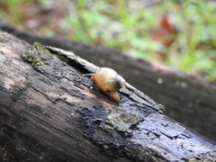 Stenostylus colmeiroi