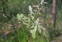 Quercus mohriana