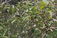 Quercus mohriana