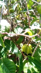 Sclerocroton