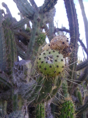 Corryocactus melanotrichus