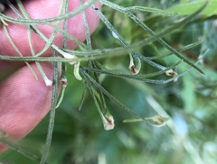 Aceria paracalifornica