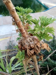 Pelargonium citronellum