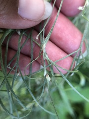Aceria paracalifornica