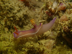 Hypselodoris bullockii image