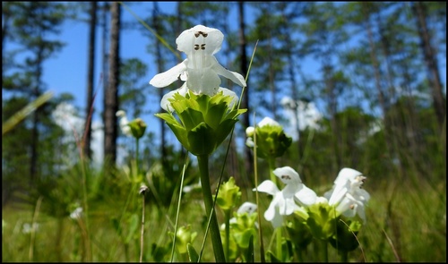 white birds-in-a-nest (Macbridea alba)