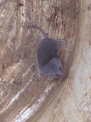 Notiosorex crawfordi