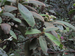 Saurauia stapfiana