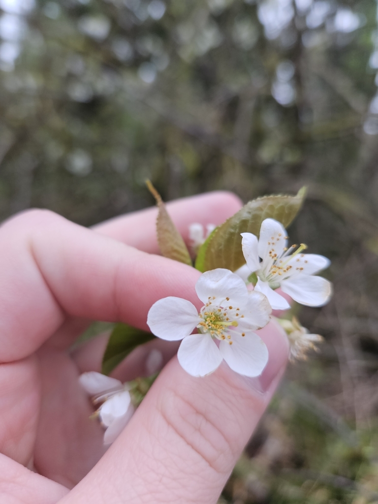 plums, cherries, and allies from Springfield, OR 97478, USA on April 5 ...