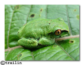 Yalden's Tree Frog