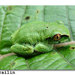 Grassland Forest Tree Frog - Photo (c) Vlada Trailin, some rights reserved (CC BY-NC), uploaded by Vlada Trailin