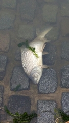 Prochilodus lineatus