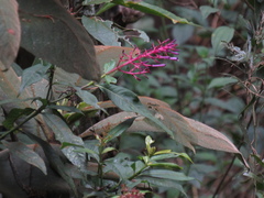 Palicourea angustifolia