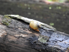 Stenostylus colmeiroi