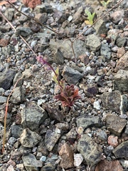 Streptanthus glandulosus secundus