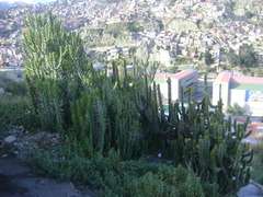 Corryocactus melanotrichus