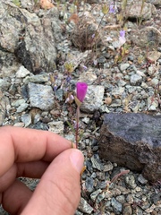 Clarkia gracilis gracilis