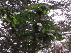 Cecropia telenitida