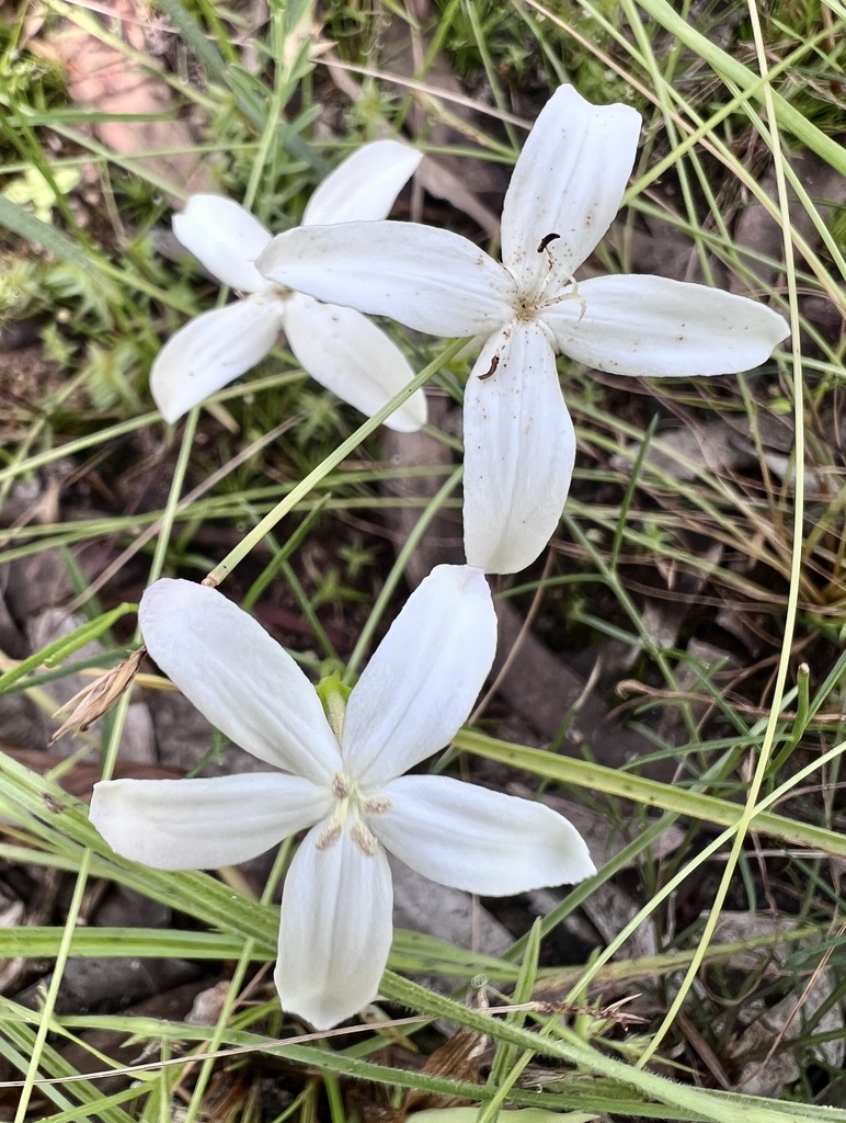Volkameria linifolia in April 2024 by Nick Volpe · iNaturalist