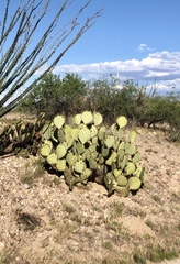 Opuntia discata