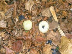 Hernandia ovigera, photograph ian_mcallan, CC BY, iNaturalist via GBIF