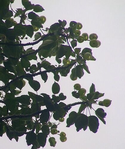 Hernandia ovigera, photograph 2
