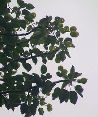 Hernandia ovigera, photograph ian_mcallan, CC BY, iNaturalist via GBIF