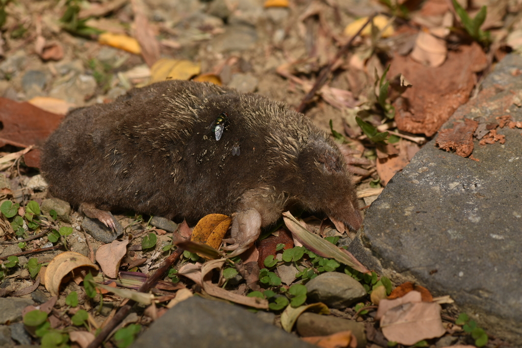 Taupe insulaire (Mogera insularis)