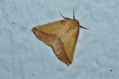 Neoterpes edwardsata