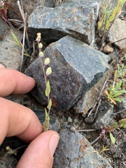 Streptanthus glandulosus secundus