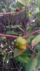 Sclerocroton