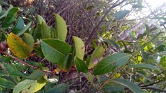 Sclerocroton