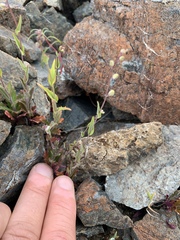 Streptanthus glandulosus secundus