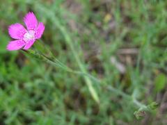 Dianthus deltoides deltoides