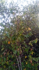Sclerocroton