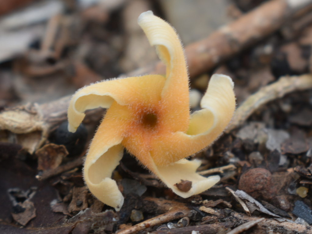 Tabernaemontana cymosa