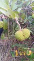 Rhopalocarpus