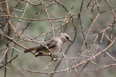 Bradornis microrhynchus