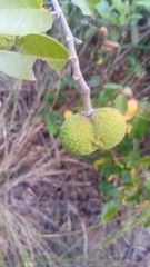 Rhopalocarpus