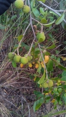 Rhopalocarpus