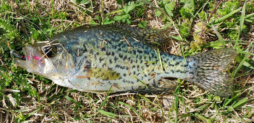 Black Crappie from Sand Springs, OK, USA on April 9, 2024 at 12:07 PM ...