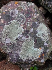 Xanthoparmelia scabrosa