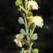 Acacia bidentata - Photo (c) geoffbyrne,  זכויות יוצרים חלקיות (CC BY-NC)