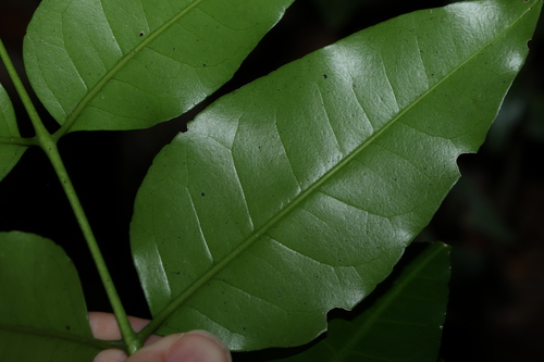 Image of Pentaceras australe by (c) Greg Tasney, some rights reserved (CC BY-SA)