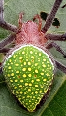Eriophora nephiloides image
