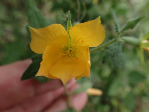 Streambank Blazingstar (Mentzelia incisa)