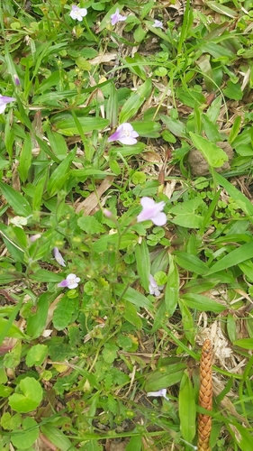 Mazus fauriei (Mazus fauriei)