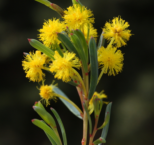 Acacia diaphyllodinea