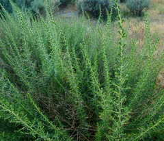 Deinandra minthornii