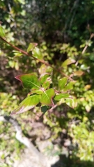 Carphalea